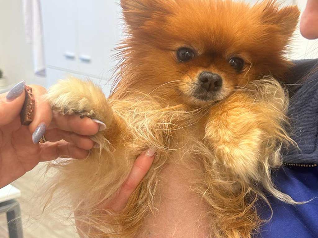 Allergologia veterinaria Milano Brescia Allergologia veterinaria Milano Brescia