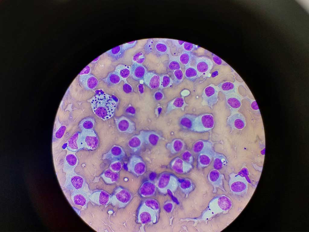 Esami colturali batteriologici e micologici veterinari Milano e Brescia Esami colturali batteriologici e micologici veterinari Milano e Brescia