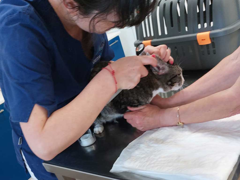 Otologia veterinaria Milano Brescia Otologia veterinaria Milano Brescia