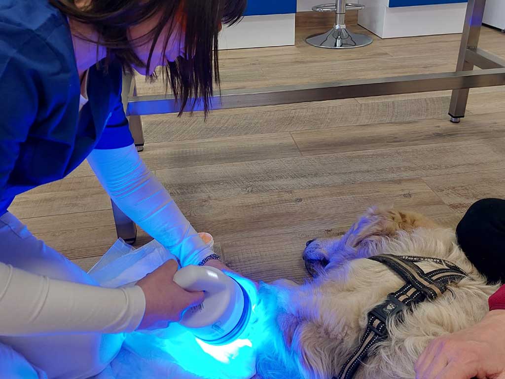 Fotobiomodulazione veterinaria Milano Brescia Fotobiomodulazione veterinaria Milano Brescia