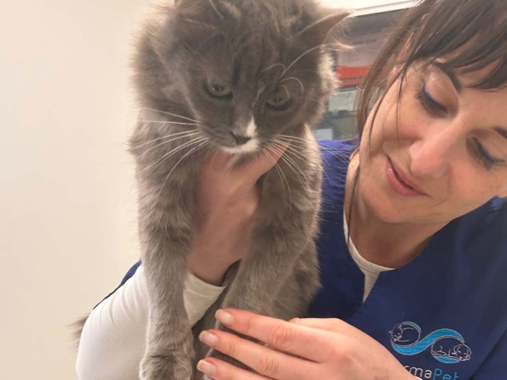 Dermatologo per gatto Dermatologo per gatto